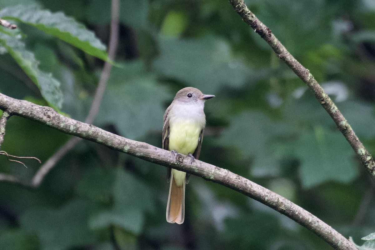 Great Crested Flycatcher - Bill Reaume