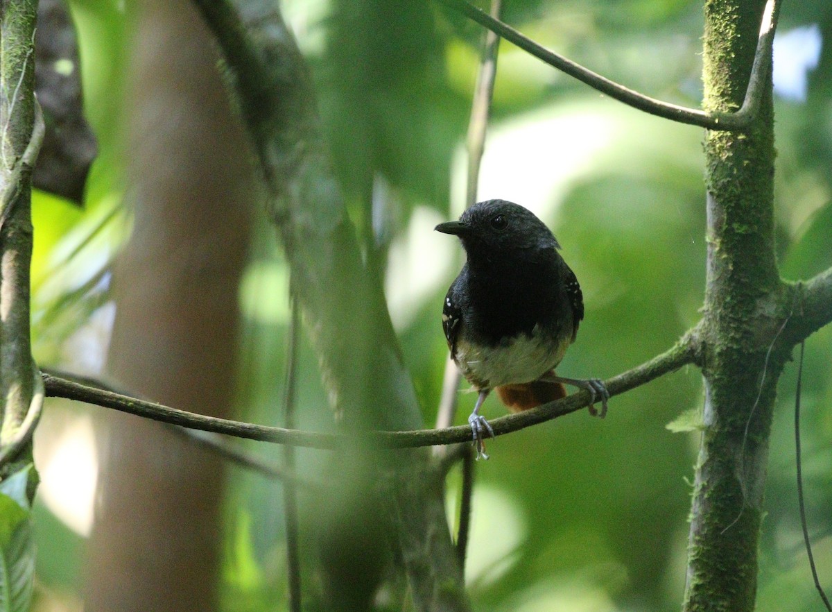 Chestnut-tailed Antbird (hemimelaena) - ML606833131