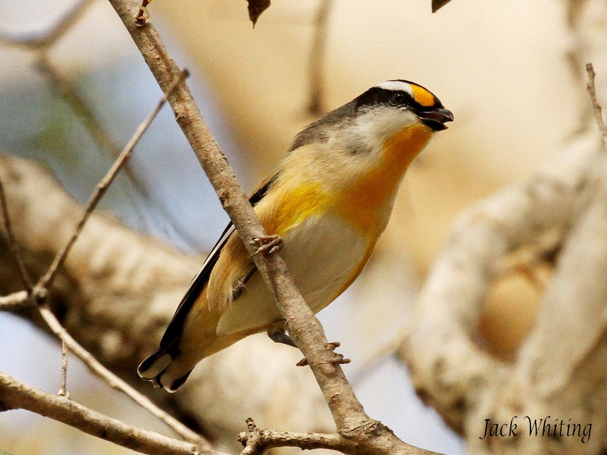Striated Pardalote - Jack Whiting