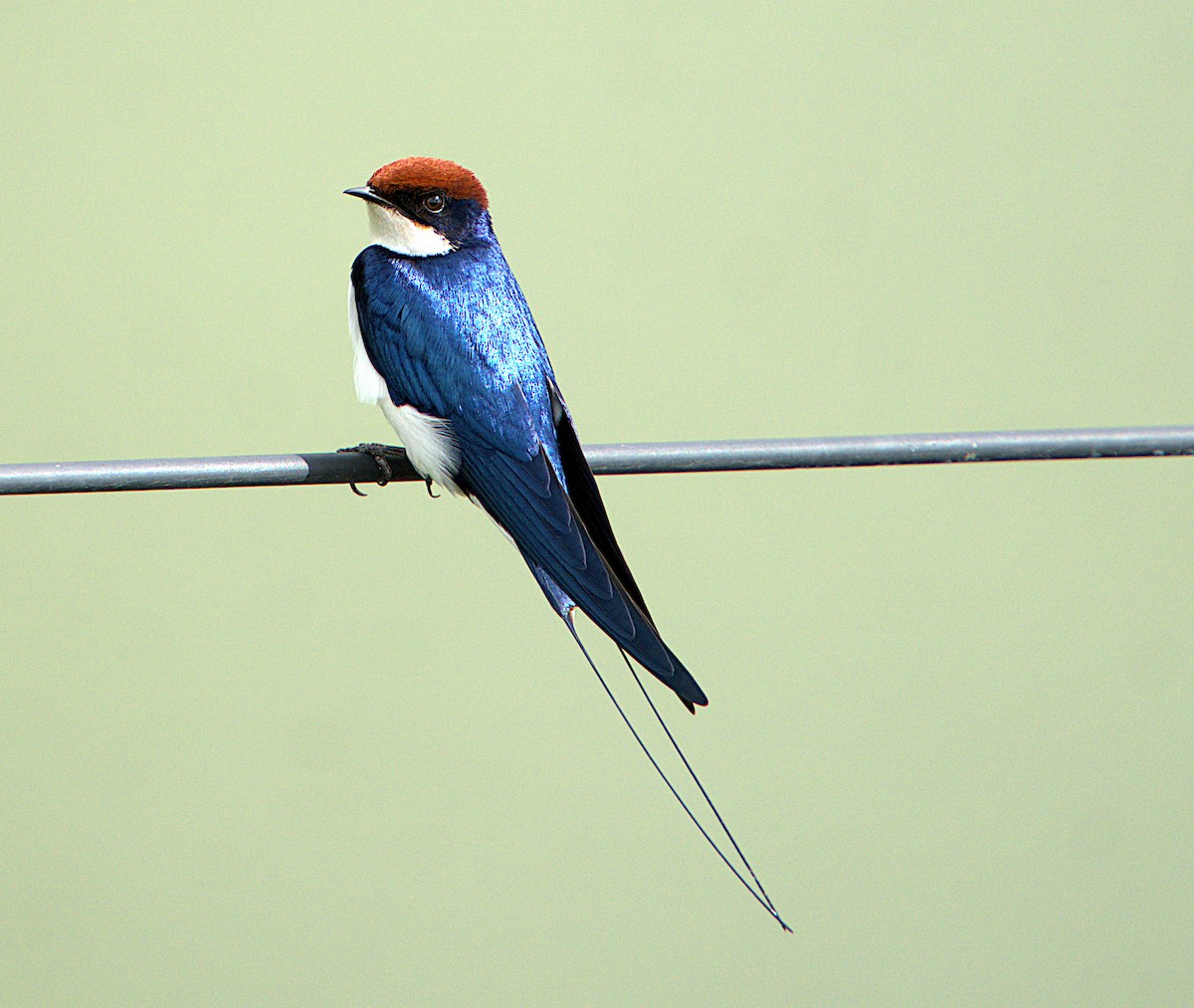 Wire-tailed Swallow - ML606837781