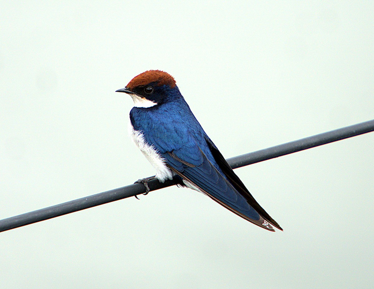 Wire-tailed Swallow - ML606837881