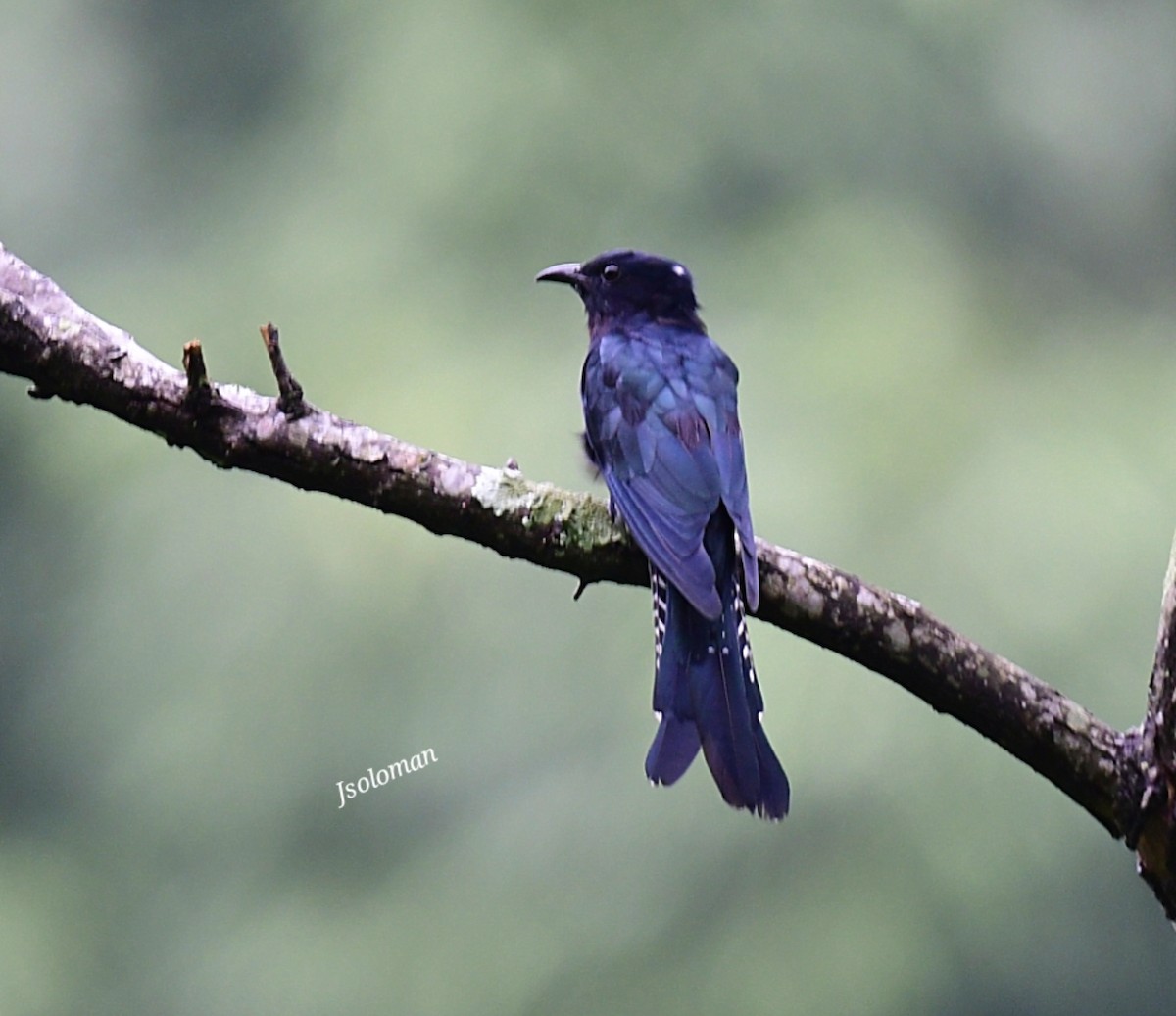 Square-tailed Drongo-Cuckoo - ML606838921