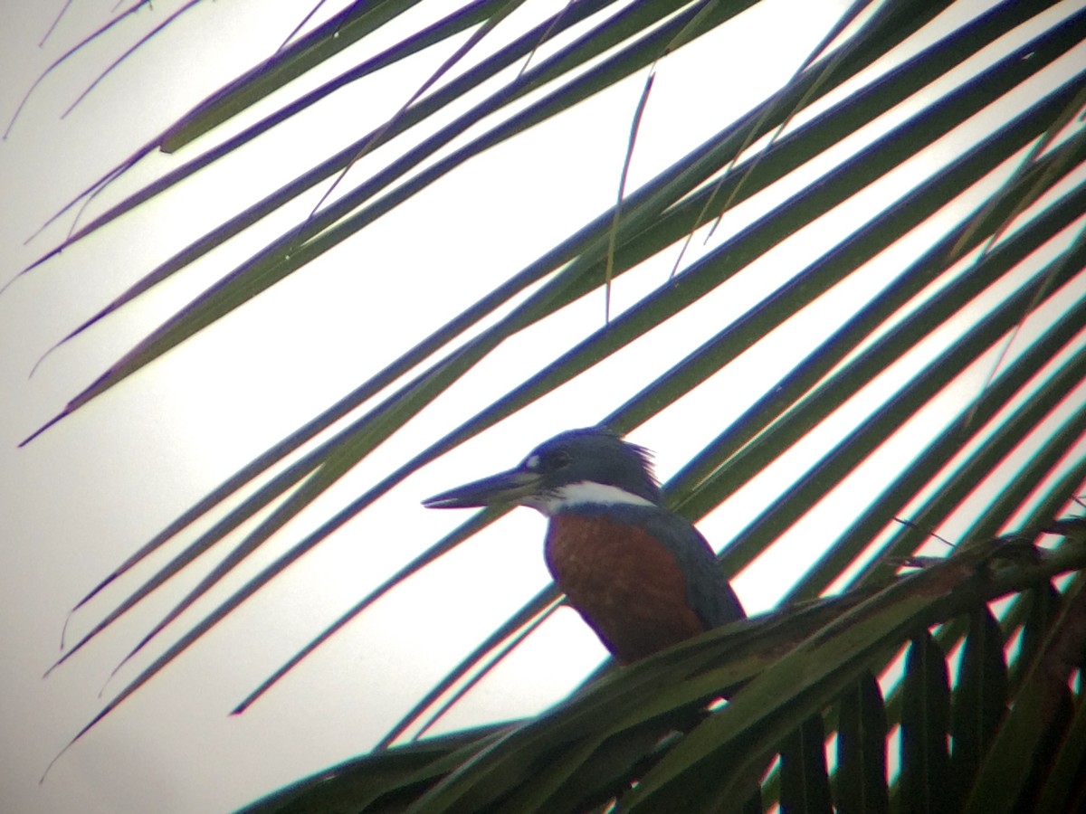 Ringed Kingfisher - chase cammarota