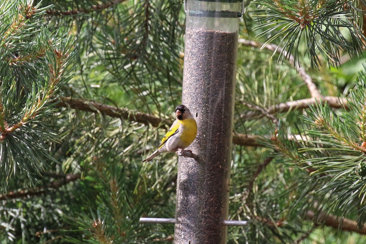 Lawrence's Goldfinch - ML60683971