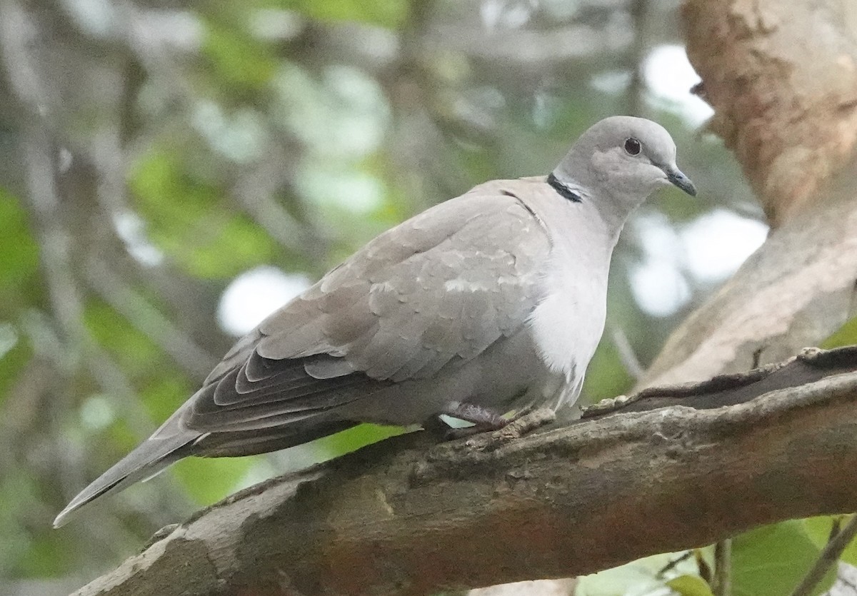 Eurasian Collared-Dove - ML606842591