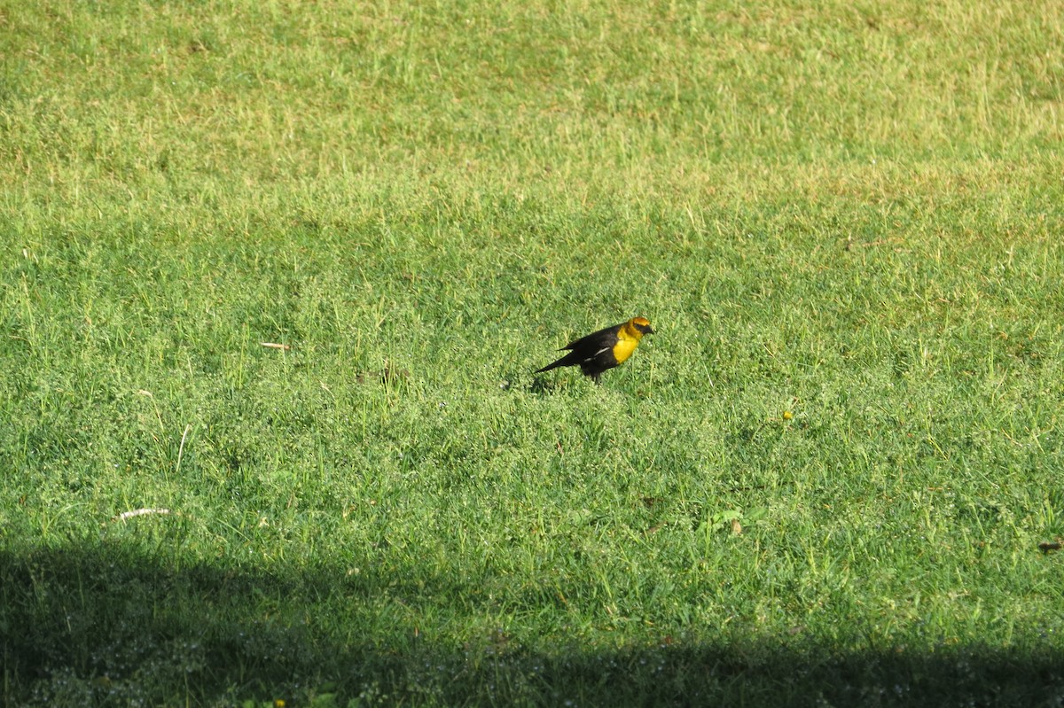 Yellow-headed Blackbird - Bryant Olsen