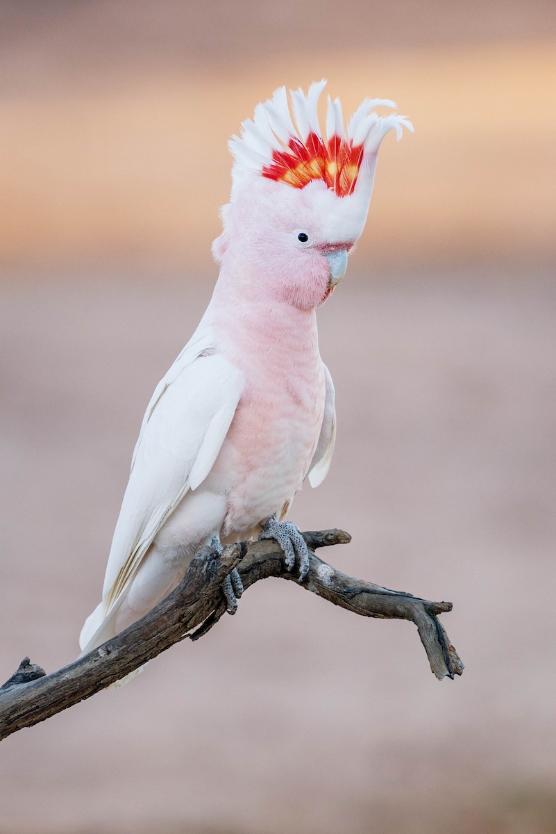 Pink Cockatoo - Peter Taylor