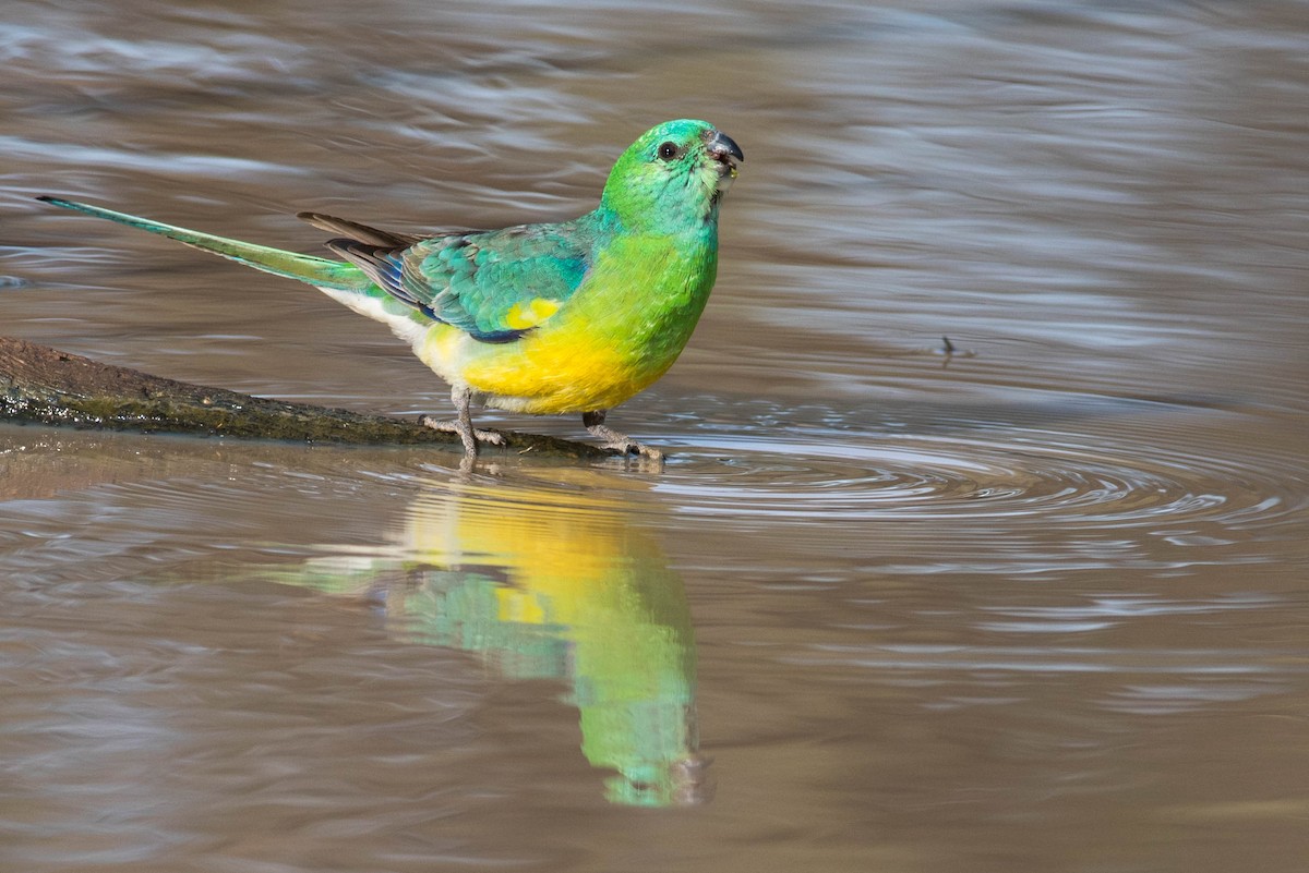 Red-rumped Parrot - Peter Taylor
