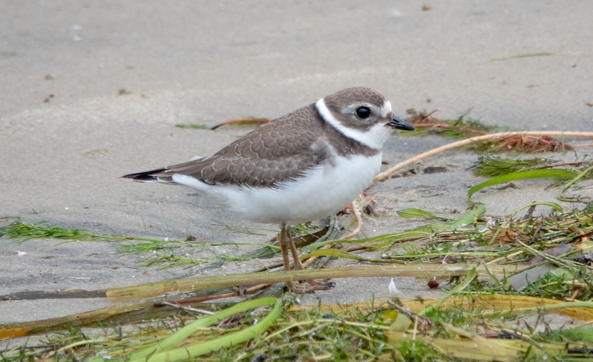 Semipalmated Plover - Gale VerHague