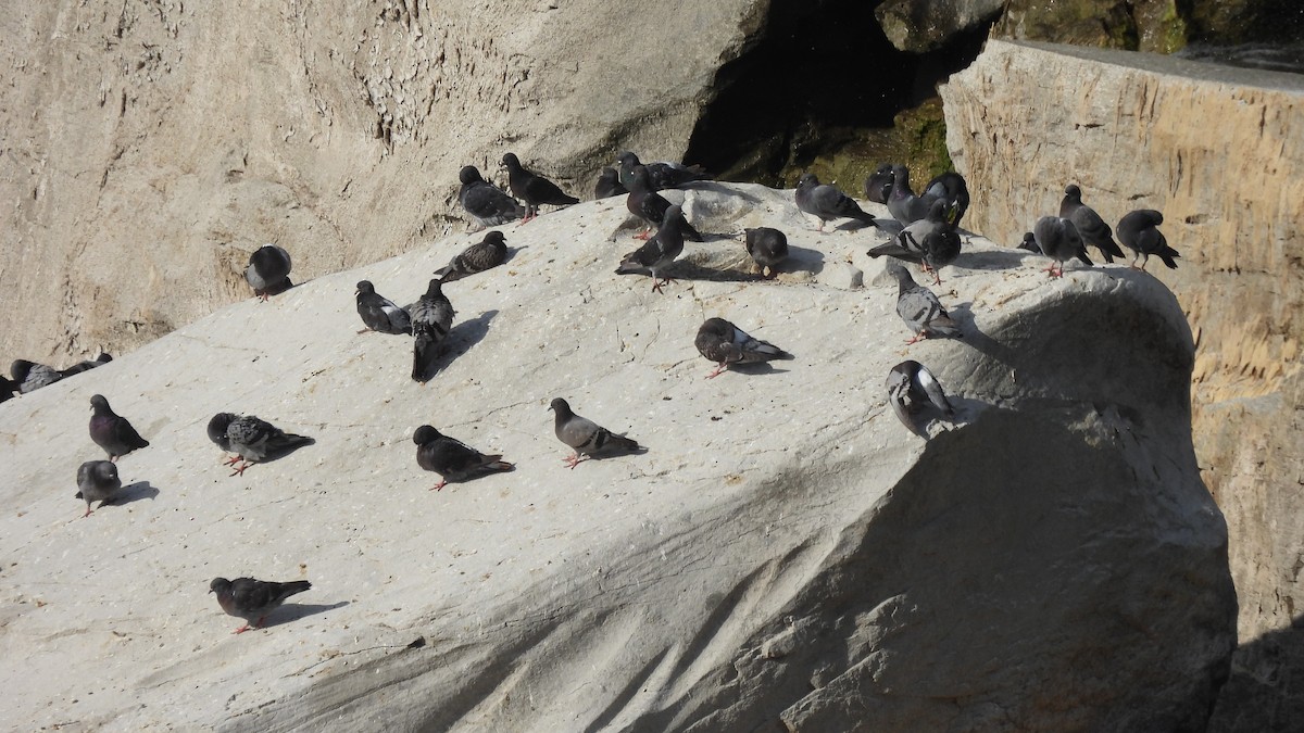 Rock Pigeon (Feral Pigeon) - ML606848761