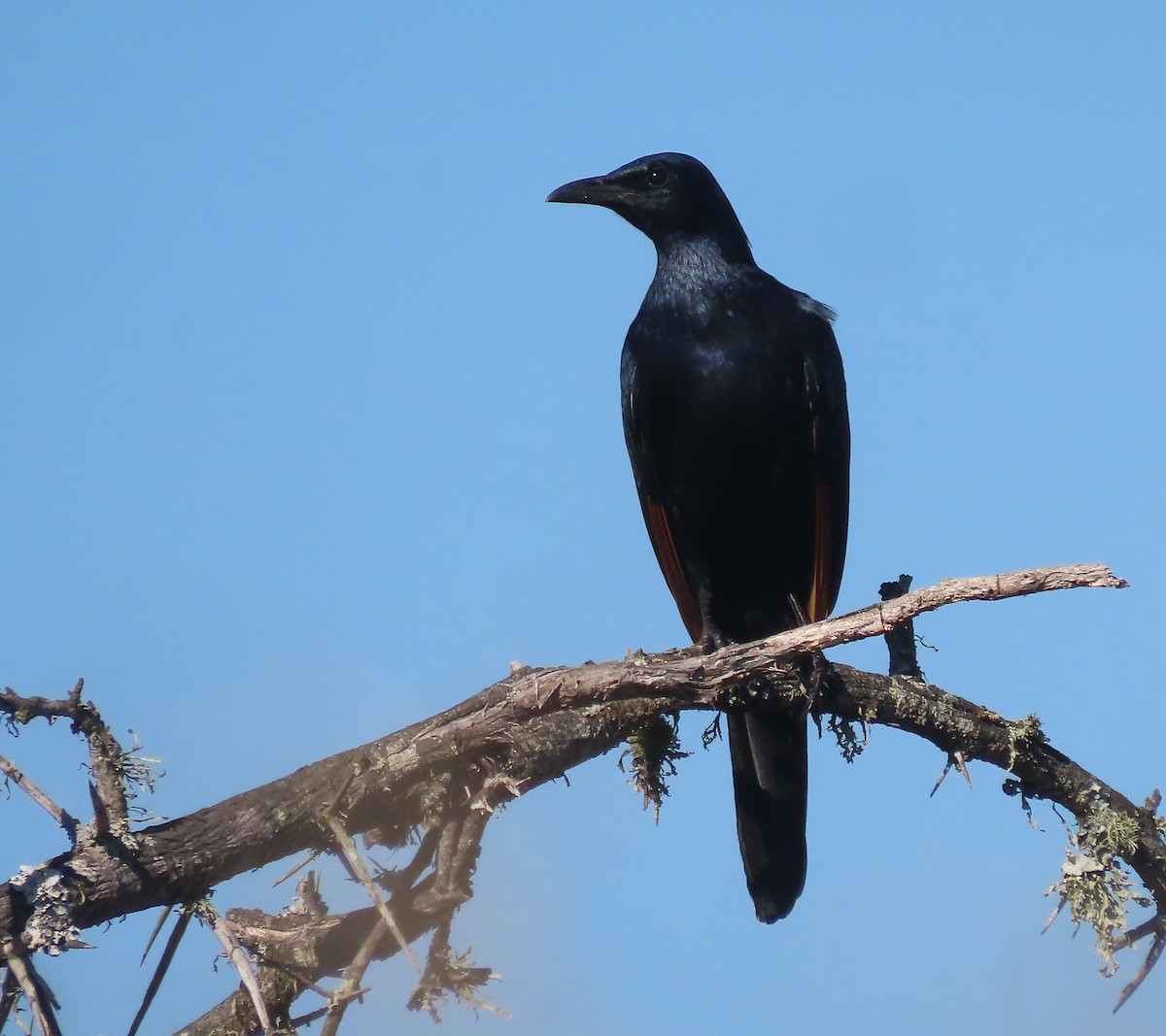 Red-winged Starling - ML606849721