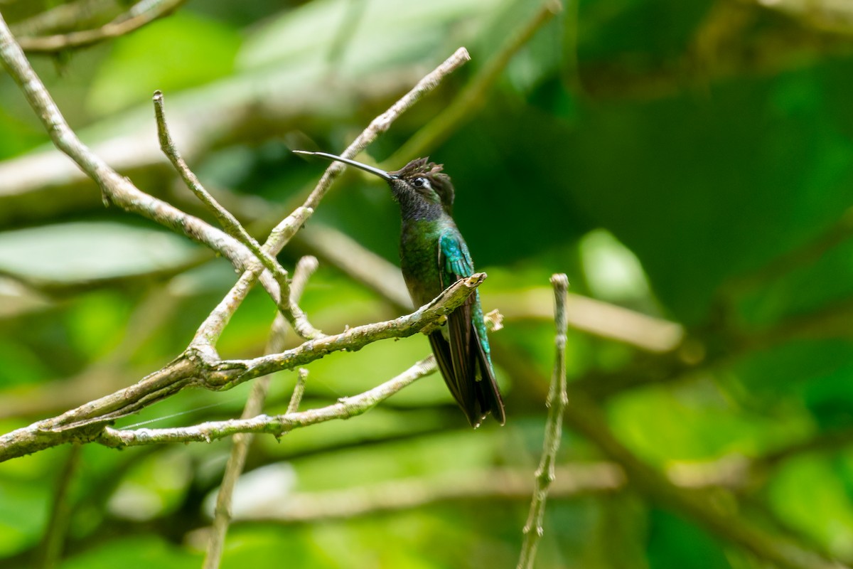Rivoli's Hummingbird - ML606850061