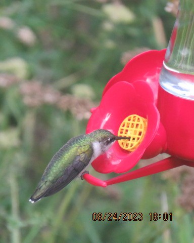 Ruby-throated Hummingbird - ML606850961