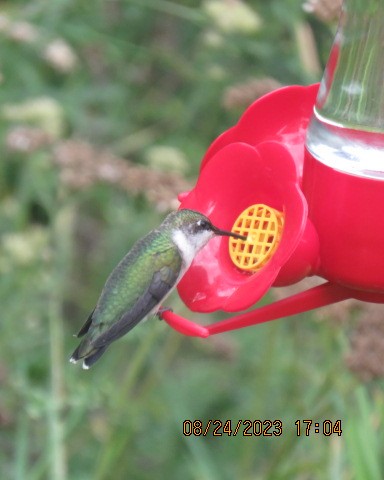 Ruby-throated Hummingbird - ML606851141