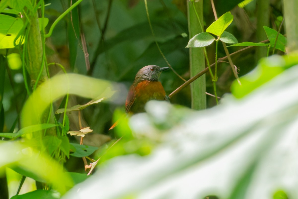 Rufous-breasted Spinetail - ML606851651