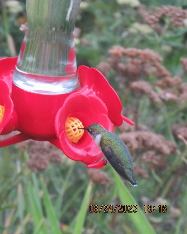 Ruby-throated Hummingbird - ML606851851