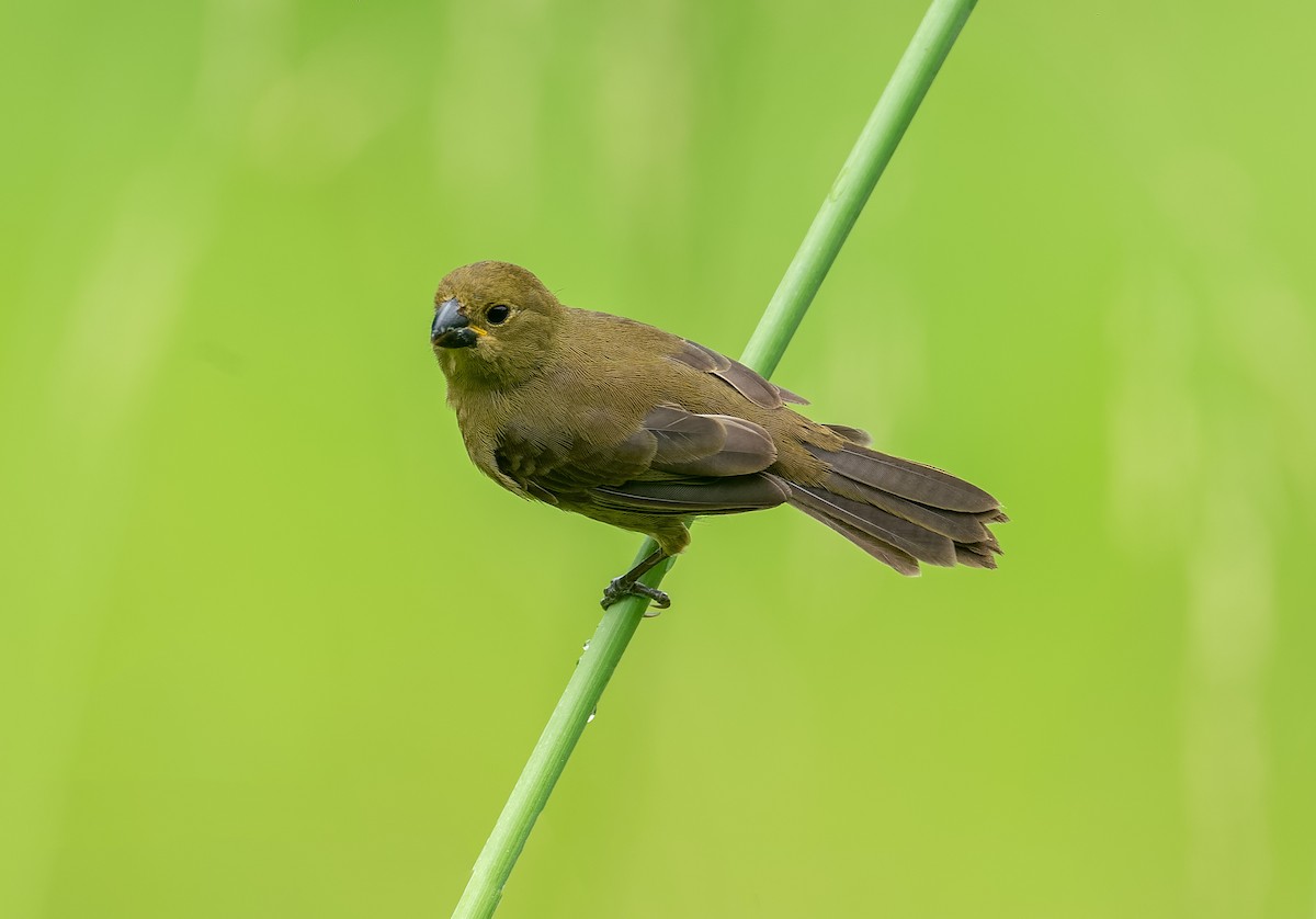 Variable Seedeater - ML606852491
