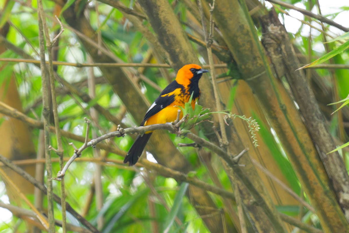 Spot-breasted Oriole - ML606852841