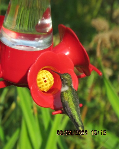Ruby-throated Hummingbird - ML606853691