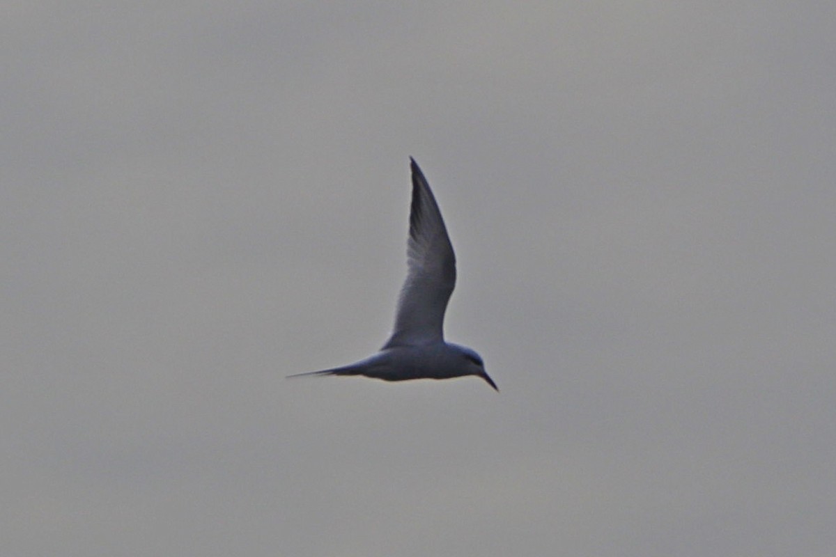 Snowy-crowned Tern - ML606854771
