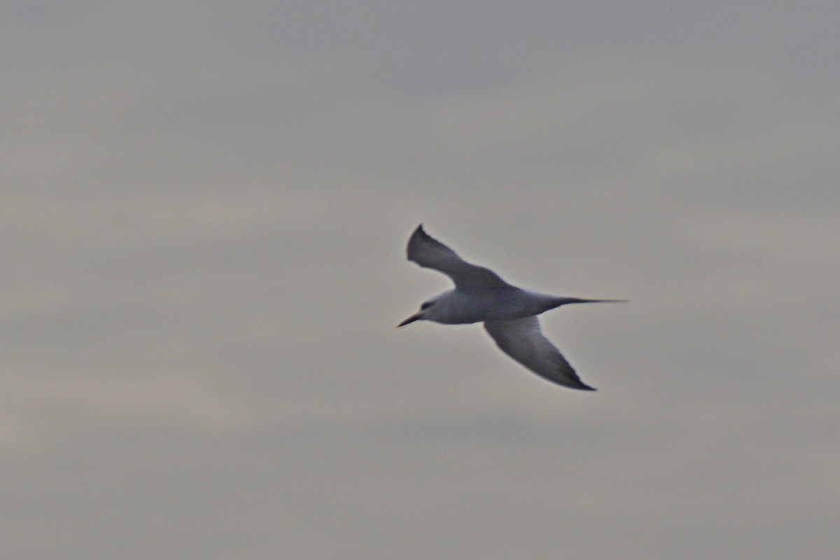 Snowy-crowned Tern - ML606854781