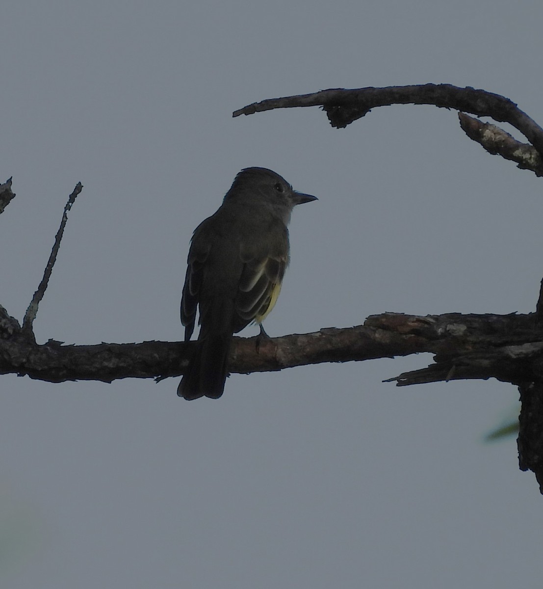 Great Crested Flycatcher - ML606855691