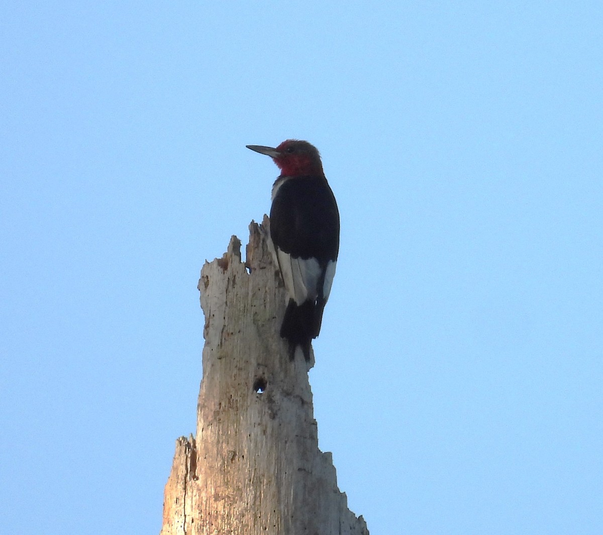 Red-headed Woodpecker - ML606856291