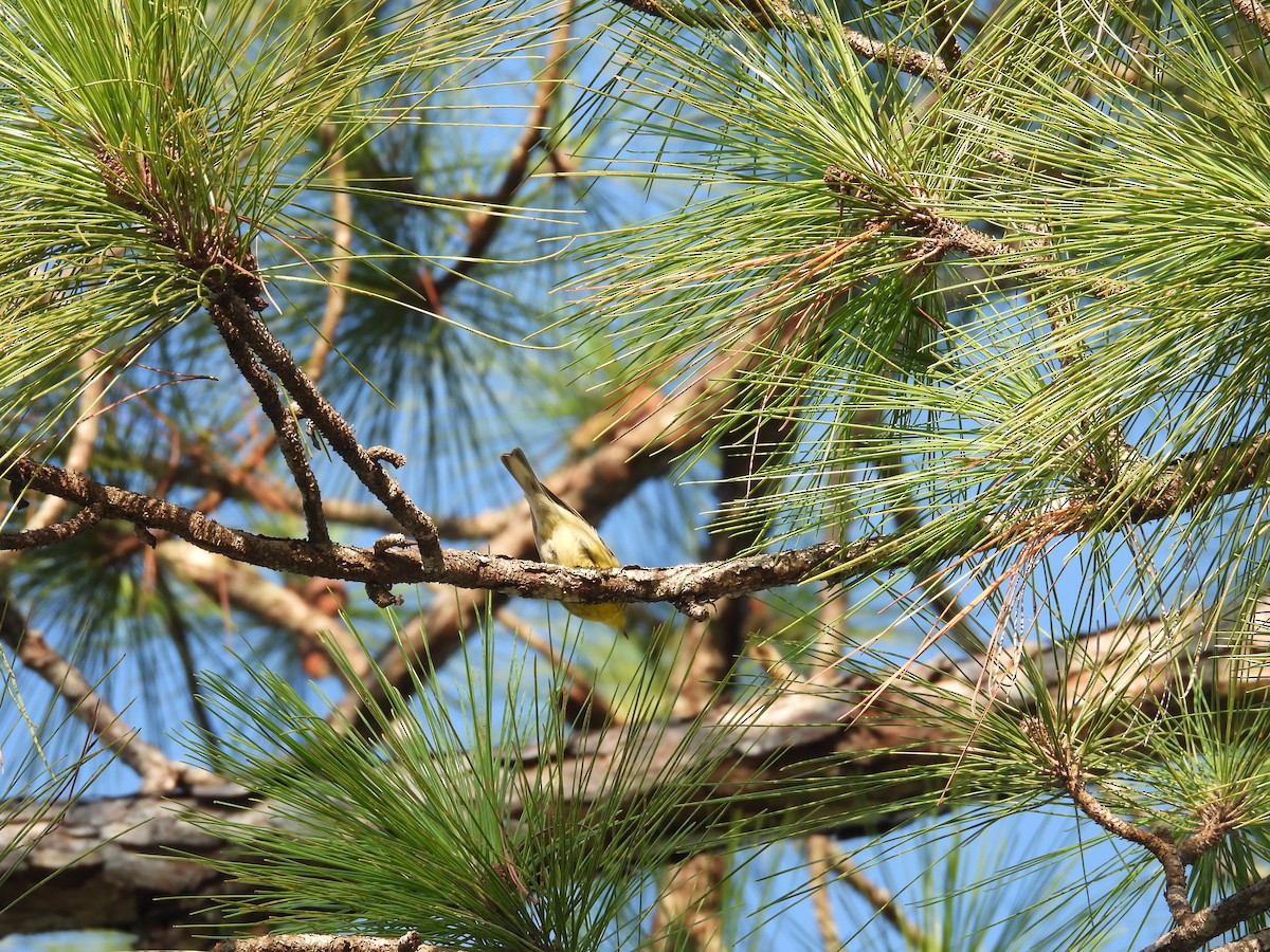 Pine Warbler - ML606857411