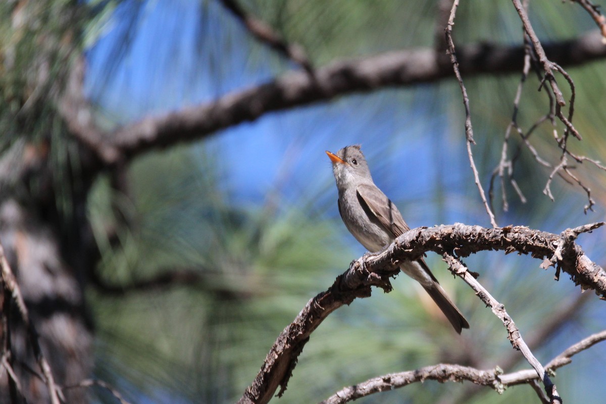 Greater Pewee - ML60685971
