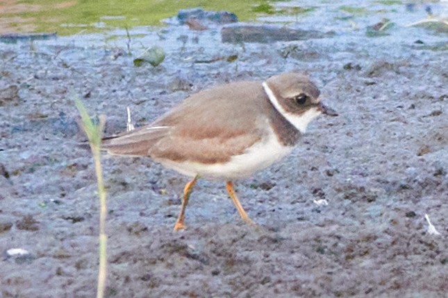 Semipalmated Plover - ML606861031