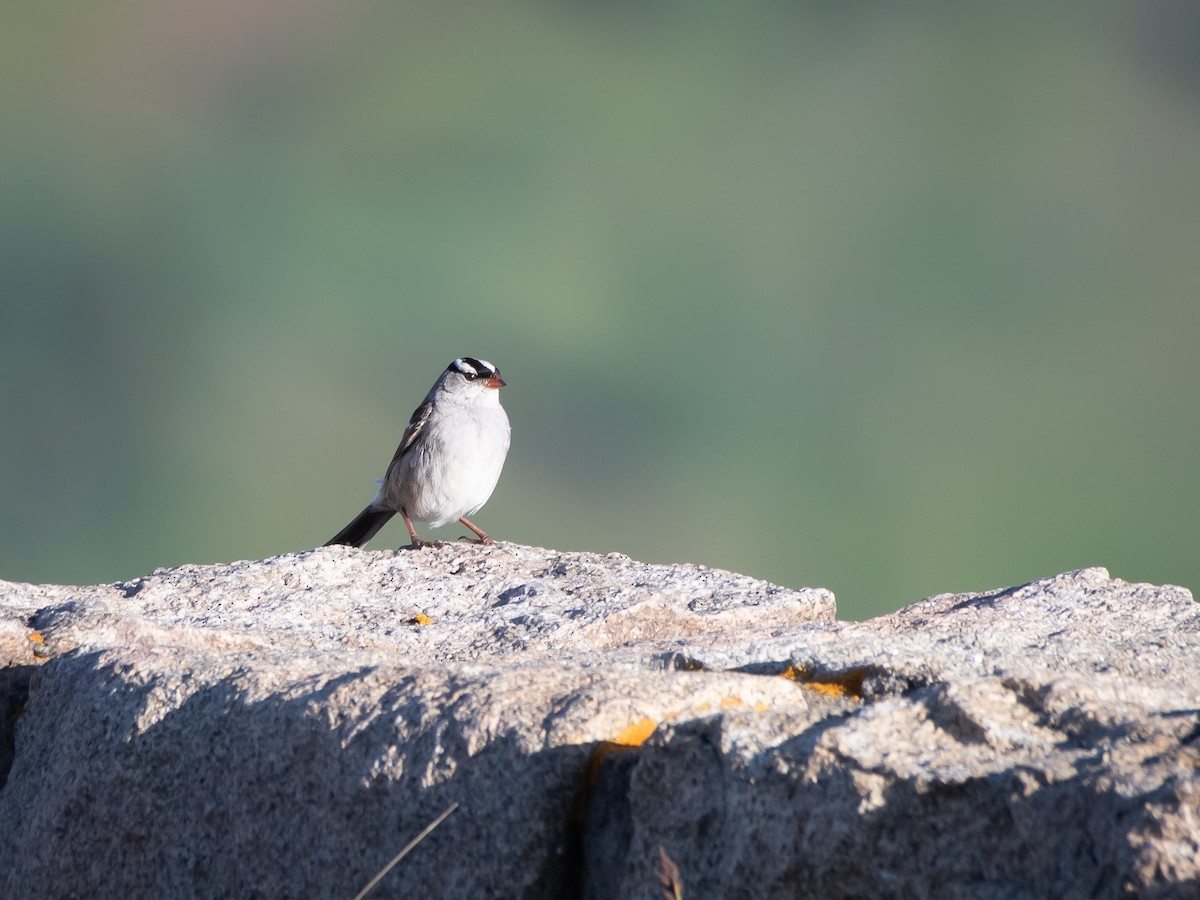 White-crowned Sparrow - ML606863721