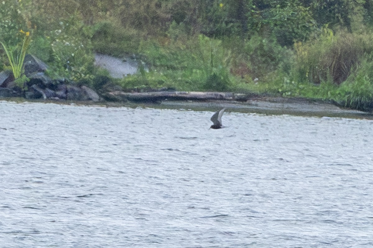 New Hampshire eBird Checklist 25 Aug 2023 Hinsdale Setbacks 31