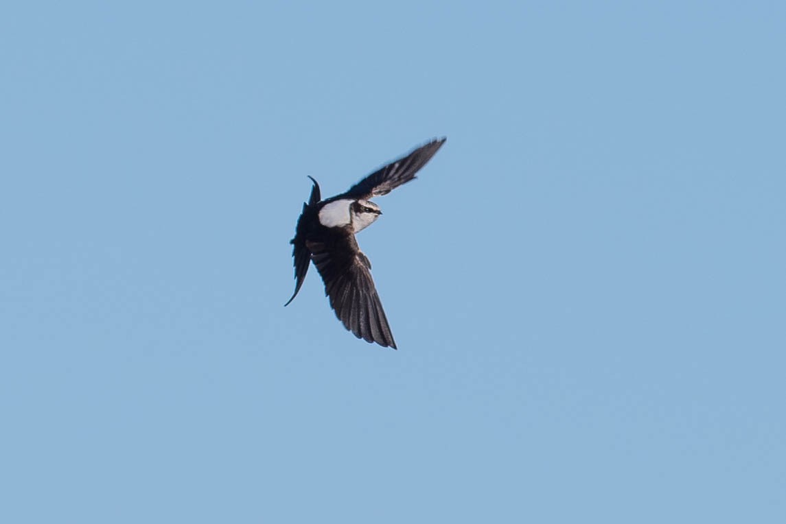 White-backed Swallow - Peter Taylor