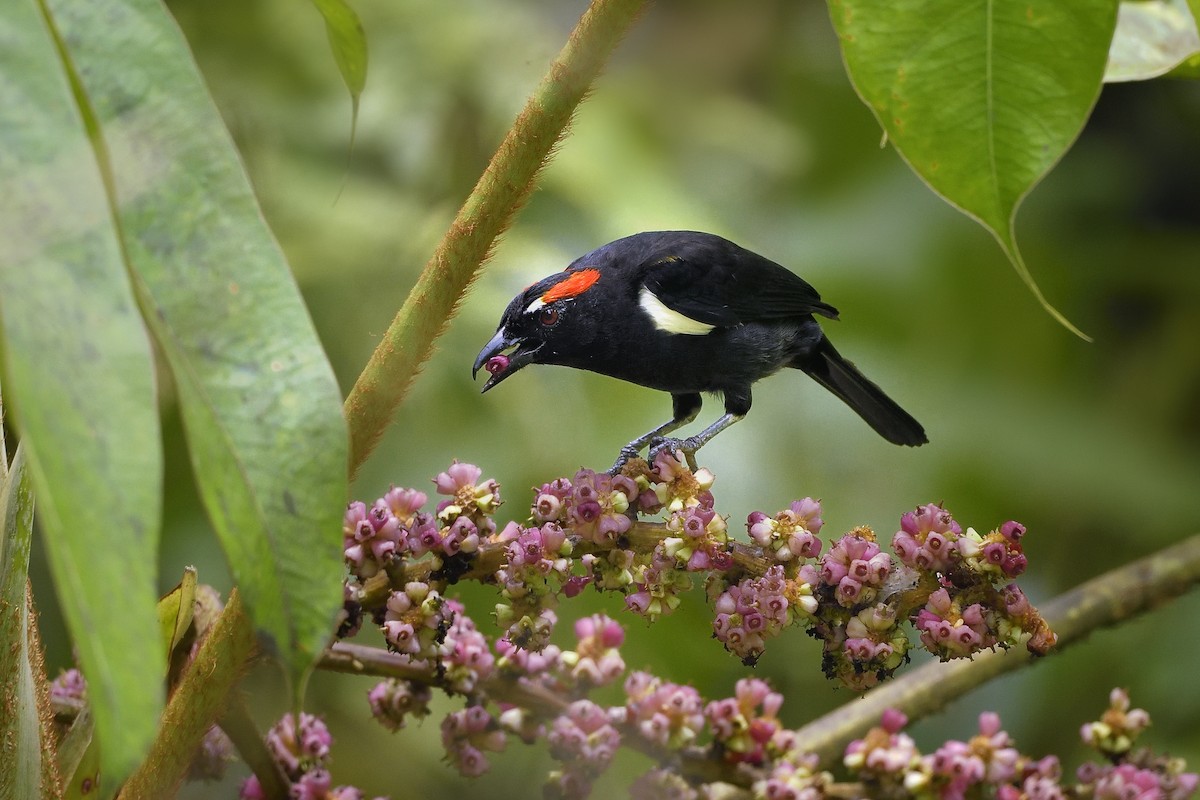 Scarlet-browed Tanager - Paul Maury