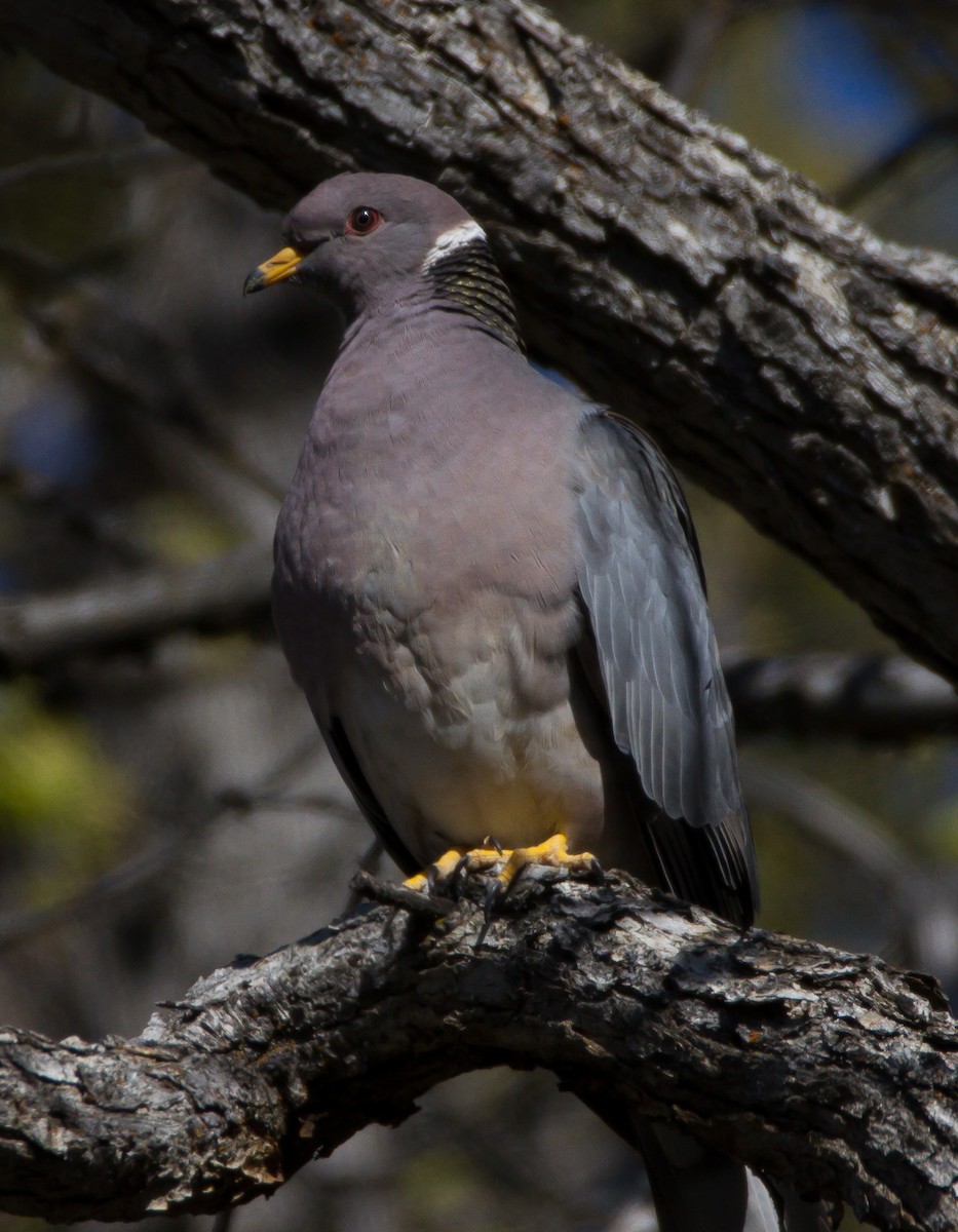 Band-tailed Pigeon - ML60686581
