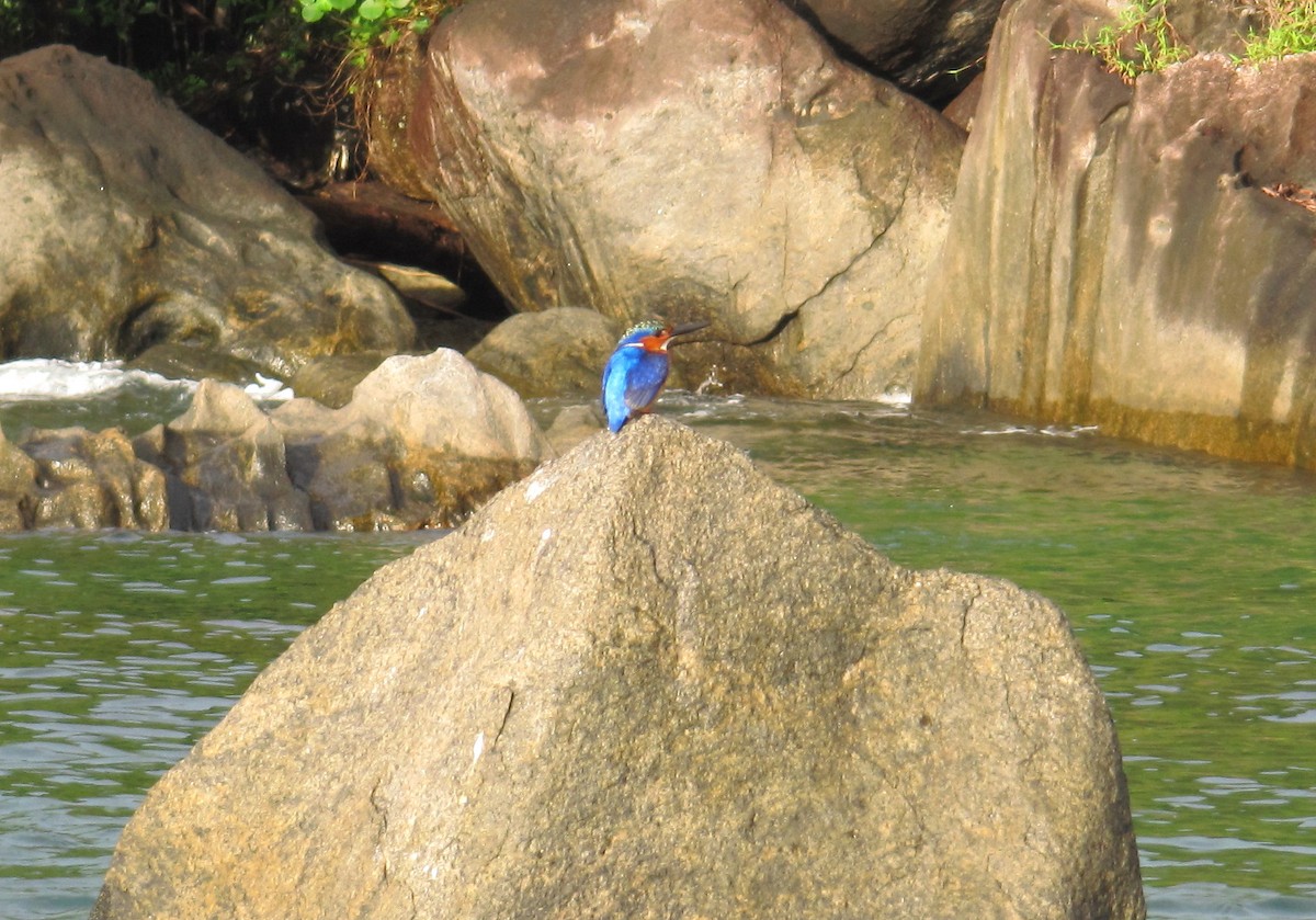 Malagasy Kingfisher - ML606867601