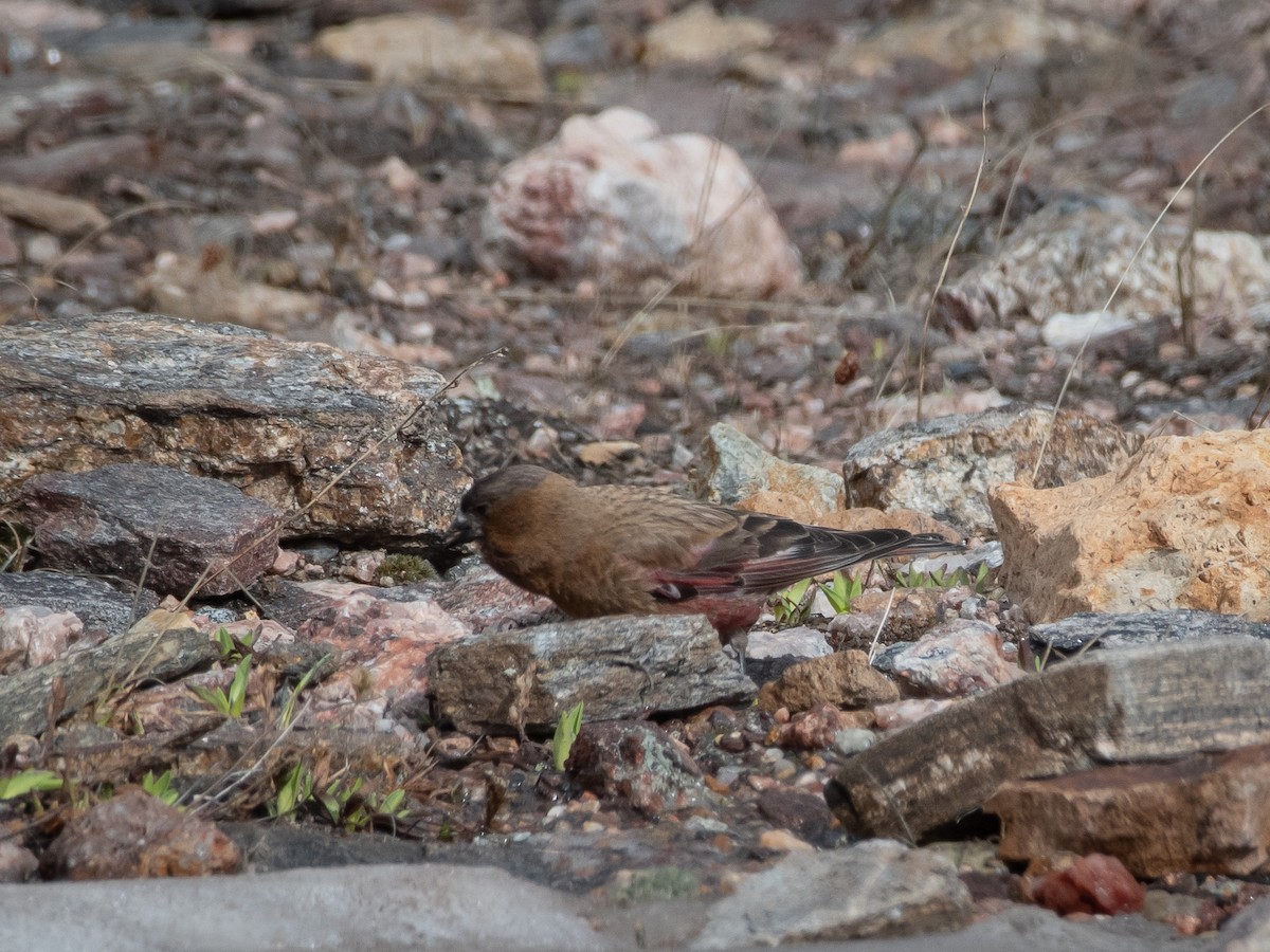 Brown-capped Rosy-Finch - ML606868301