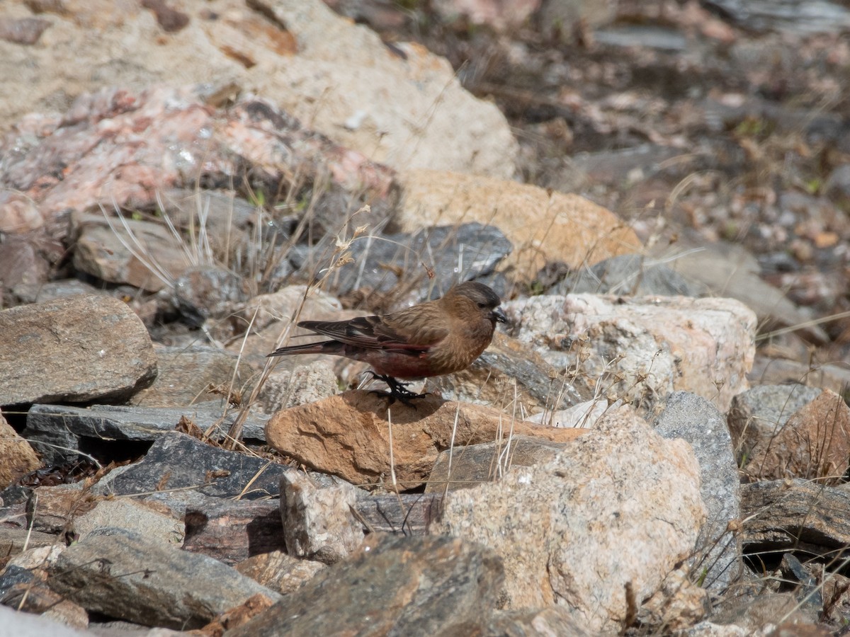 Brown-capped Rosy-Finch - ML606868311