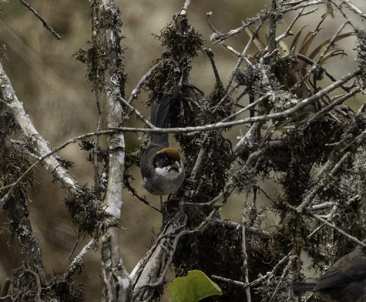 Bay-crowned Brushfinch - ML606872091