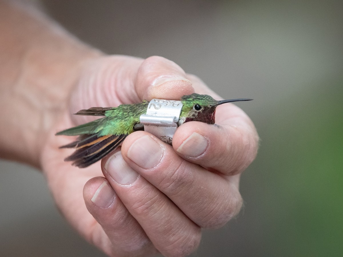 Broad-tailed Hummingbird - ML606872151