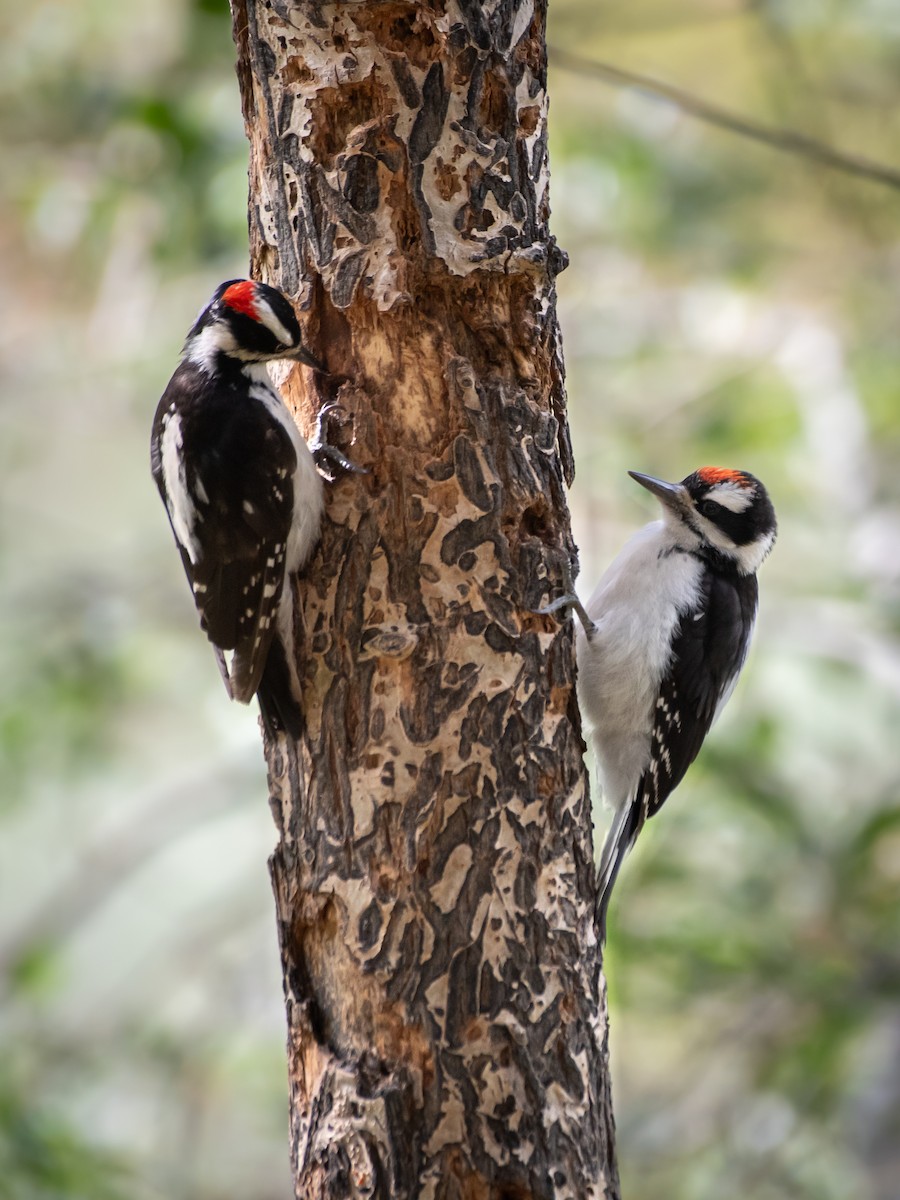 Hairy Woodpecker (Rocky Mts.) - ML606872581