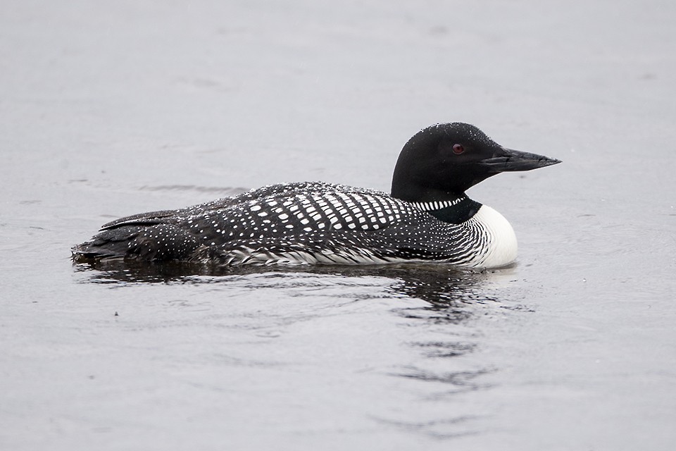 Common Loon - Jeff Dyck