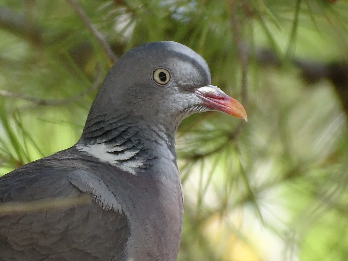 Common Wood-Pigeon - ML606873351