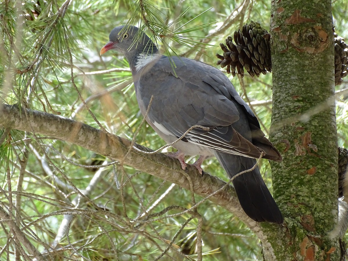 Common Wood-Pigeon - ML606873461