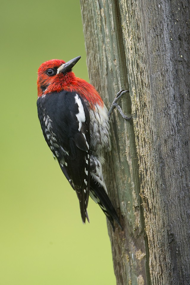 Red-breasted Sapsucker - Jeff Dyck