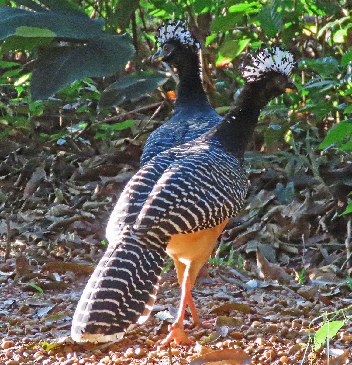 Bare-faced Curassow - ML606874711