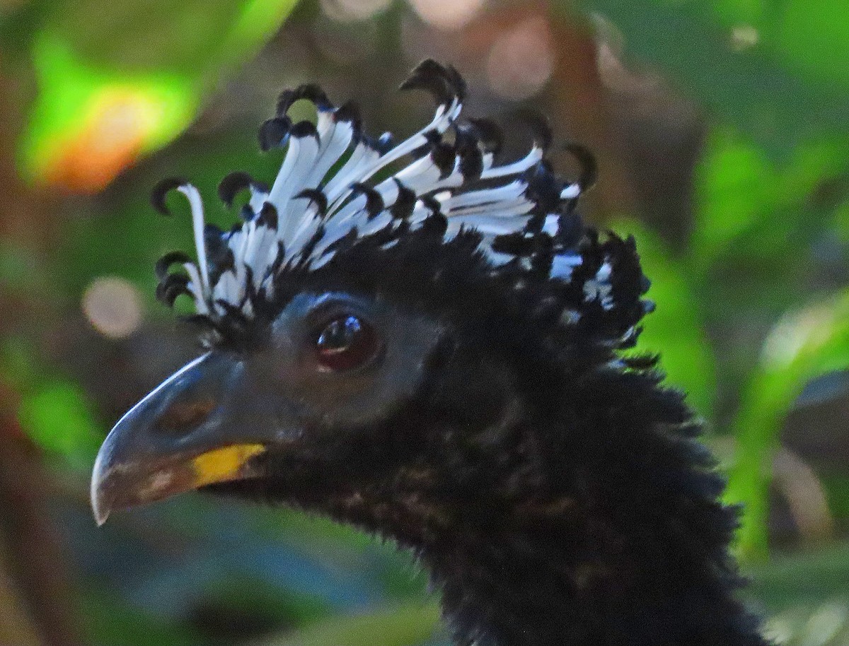 Bare-faced Curassow - ML606874721
