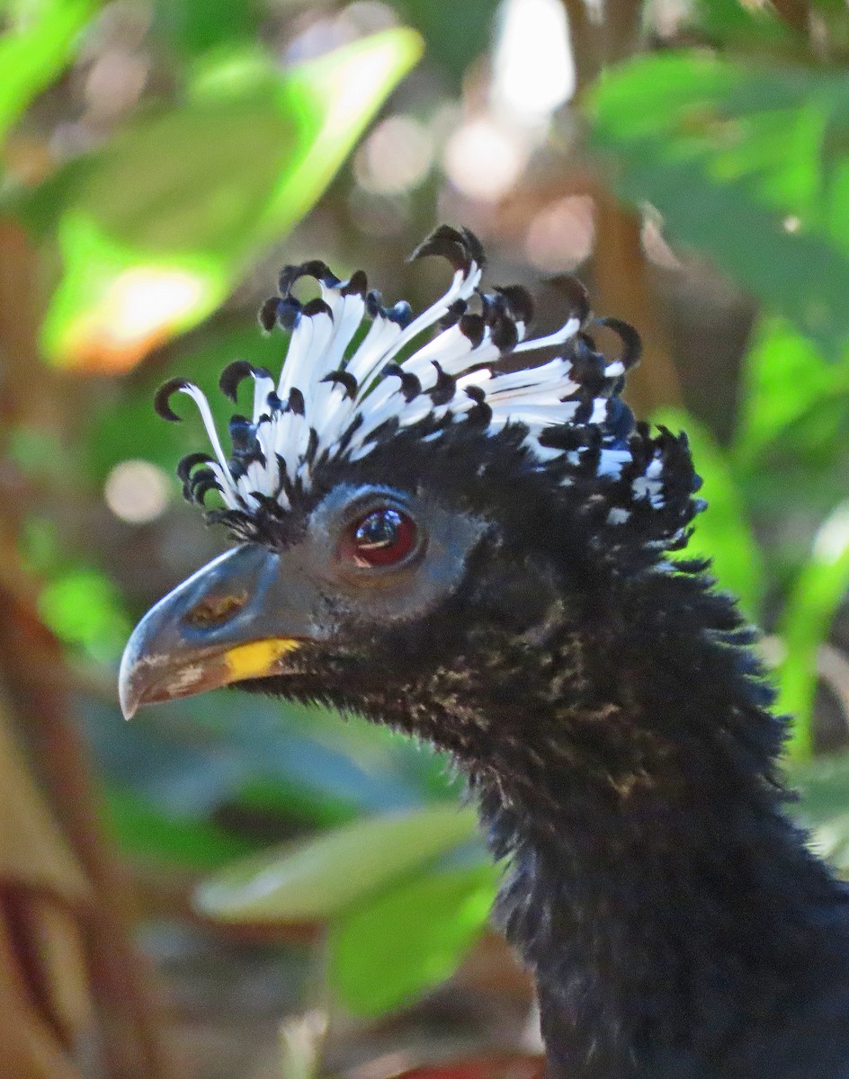 Bare-faced Curassow - ML606874731