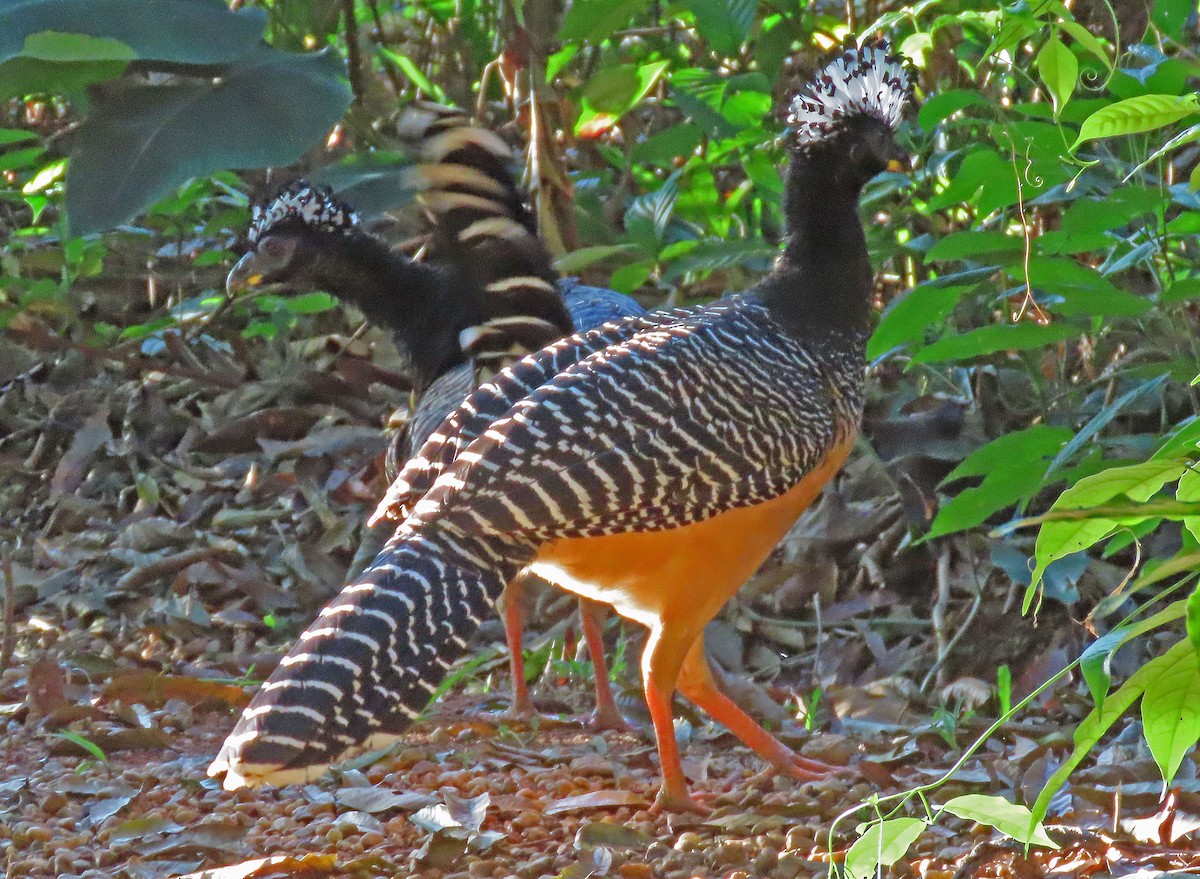 Bare-faced Curassow - ML606874741