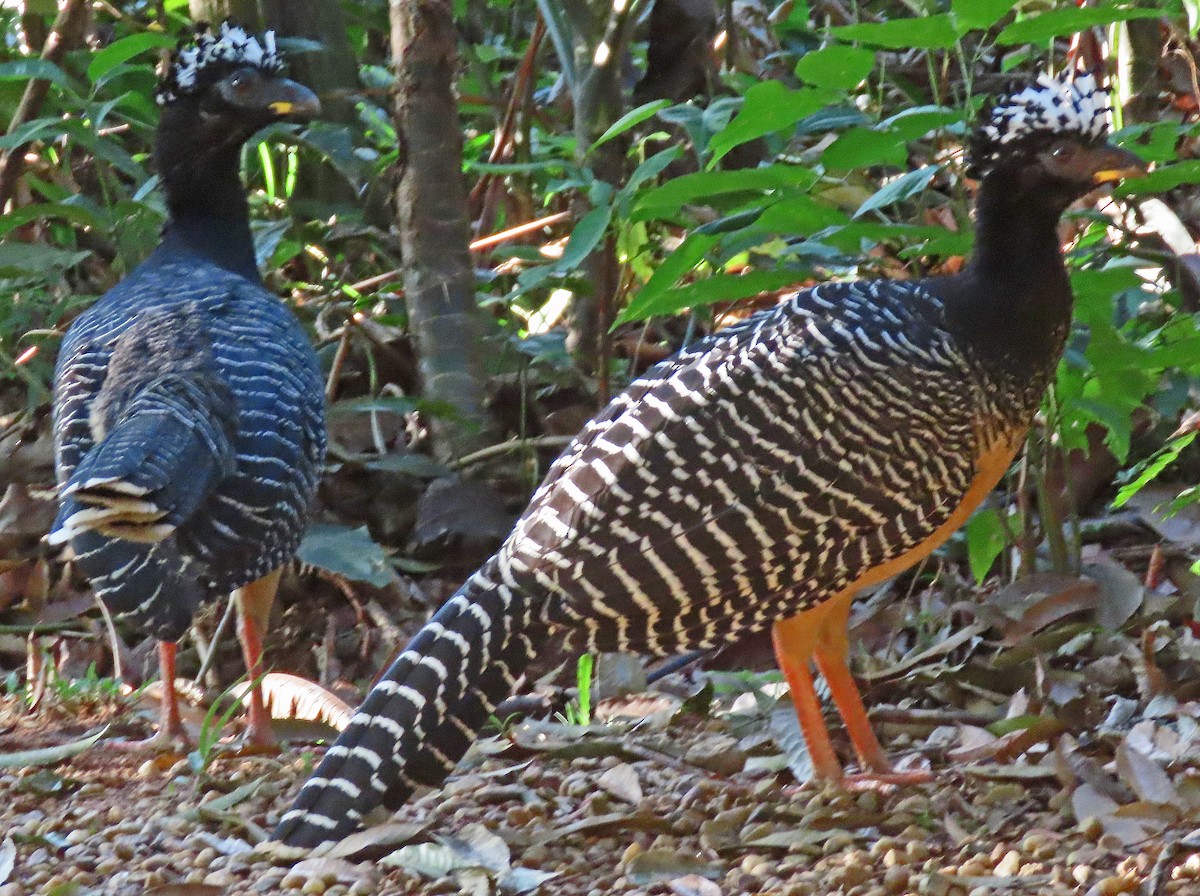 Bare-faced Curassow - ML606874751
